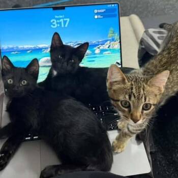 Leo Olson -  Domestic Short Hair Cat for Adoption in Eagle Mountain, Utah - Leo Olson | PetCurious