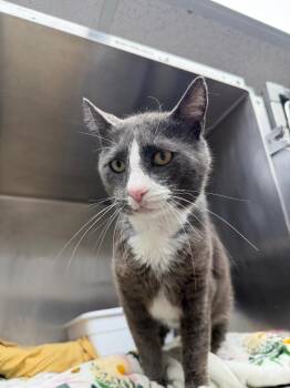 Gatsby -  Domestic Short Hair Cat for Adoption in Pomona, New York - Gatsby | PetCurious