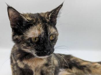 Cinnamon -  Domestic Short Hair and Dilute Tortoiseshell Cat for Adoption in Powell, Ohio - Cinnamon | PetCurious