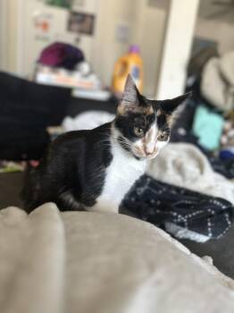 Sprinkles -  Domestic Short Hair Cat for Adoption in Chicago, Illinois - Sprinkles | PetCurious