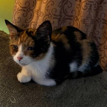 Dawn -  American Shorthair Cat for Adoption - Dawn | PetCurious