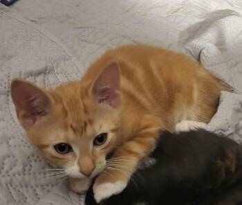 Little Guy -  Domestic Short Hair Cat for Adoption in Bloomsdale, Missouri - Little Guy | PetCurious