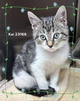KAI -  Domestic Short Hair Cat for Adoption in Marietta, Georgia - KAI | PetCurious