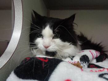 Rescue Domestic Long Hair Cats for Adoption in Delhi, New York - WOODROW Aka WOODY | PetCurious