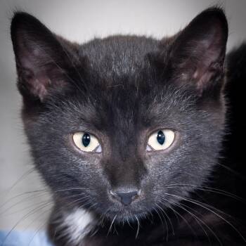 Mister -  Domestic Short Hair Cat for Adoption in Victor, New York - Mister | PetCurious