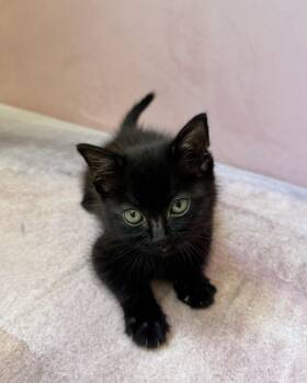 Forest -  Domestic Medium Hair Cat for Adoption in Long Beach, California - Forest | PetCurious