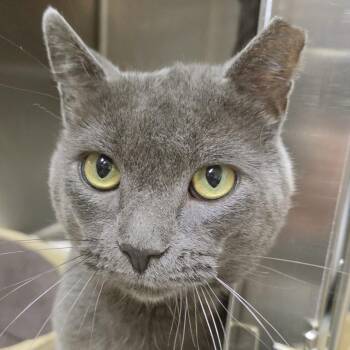 Puddle -  Domestic Short Hair Cat for Adoption in Plover, Wisconsin - Puddle | PetCurious