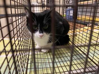 Domestic Short Hair Cats Available for Adoption in Modesto, California - A609873 | PetCurious