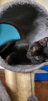 Rescue Domestic Short Hair Cats for Adoption in Terrebonne, Quebec - Boo | PetCurious