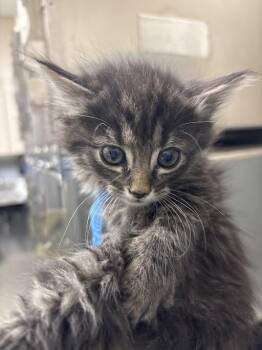 Domestic Medium Hair Cats Available for Adoption in Las Vegas, Nevada - MINNIE | PetCurious