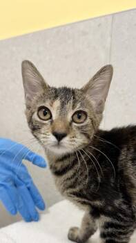 Tabitha Twitchit -  Domestic Short Hair Cat for Adoption in Honolulu, Hawaii - Tabitha Twitchit | PetCurious
