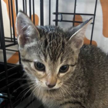 Gala -  Domestic Short Hair Cat for Adoption in Bentonville, Arkansas - Gala | PetCurious