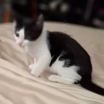 Mario -  Domestic Short Hair Cat for Adoption in NEW PT RICHEY, Florida - Mario | PetCurious