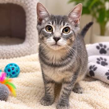 Shadow -  Domestic Short Hair Cat for Adoption in Mantua Township, New Jersey - Shadow | PetCurious