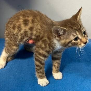 Brownie -  Domestic Short Hair Cat for Adoption in Gastonia, North Carolina - Brownie | PetCurious
