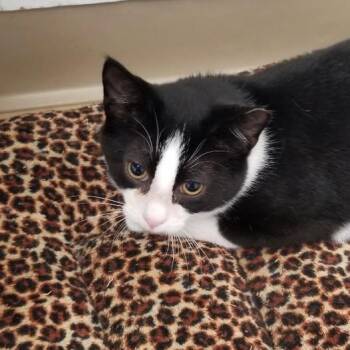 Ghost -  Tuxedo and Domestic Short Hair Cat for Adoption in Montour Falls, New York - Ghost | PetCurious