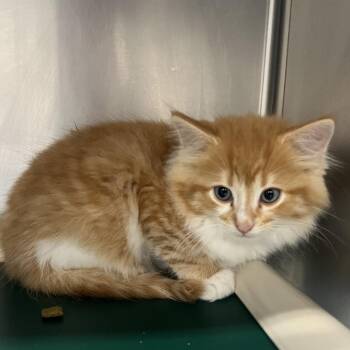 Prism -  Domestic Long Hair Cat Available for Adoption in Mentor, Ohio - Prism | PetCurious