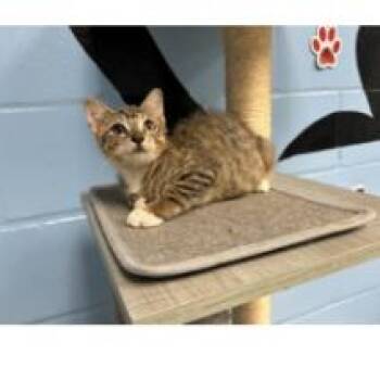 Tiger -  Domestic Short Hair Cat for Adoption in Tallahassee, Florida - Tiger | PetCurious