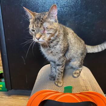Sis -  Domestic Short Hair Cat for Adoption in Aspinwall, Pennsylvania - Sis | PetCurious