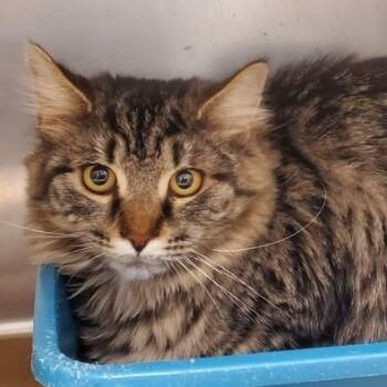 Rescue Domestic Medium Hair Cats for Adoption in New York, New York - Blinkin | PetCurious