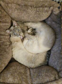 Kimmie & Kara (bonded pair) -  Siamese Cat for Adoption in Plumerville, Arkansas - Kimmie & Kara (bonded Pair) | PetCurious