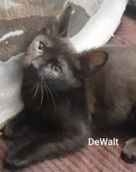 Domestic Short Hair Cats Available for Adoption in North Highlands, California - DeWalt | PetCurious