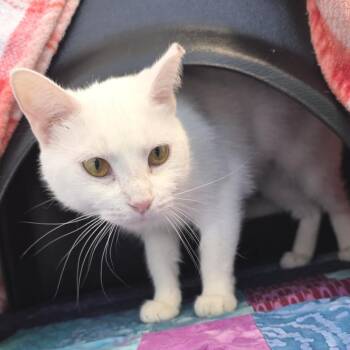 Domestic Short Hair Cats Available for Adoption - Evee | PetCurious
