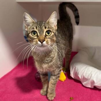 Maliha -  Domestic Short Hair and Tabby Cat for Adoption in Penn Yan, New York - Maliha | PetCurious
