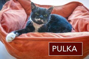 Tuxedo Cats Available for Adoption in Greenville, Delaware - Pulka (FCID# 12/10/2025 - 26 Trainer) | PetCurious