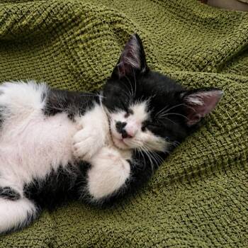 Atlas -  Domestic Short Hair Cat for Adoption in Gun Barrel City, Texas - Atlas | PetCurious