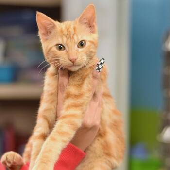 Ginger -  Domestic Short Hair Cat for Adoption in Belleville, Illinois - Ginger | PetCurious