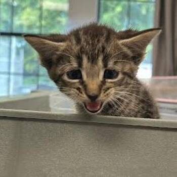 Shiloh -  Domestic Short Hair Cat for Adoption in Jeffersonville, Indiana - Shiloh | PetCurious