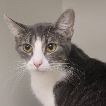 Suzie -  Domestic Short Hair Cat for Adoption in Champaign, Illinois - Suzie | PetCurious
