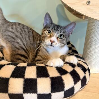 Xaden -  Domestic Short Hair Cat for Adoption in Bellmawr, New Jersey - Xaden | PetCurious
