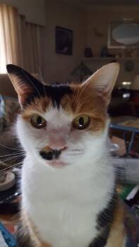 Rescue Domestic Short Hair Cats for Adoption in Virginia Beach, Virginia - Eva Fka Jill | PetCurious