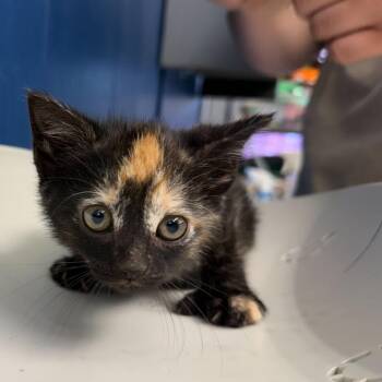Domestic Short Hair Cats Available for Adoption in Summerlee, West Virginia - Bowtruckle | PetCurious