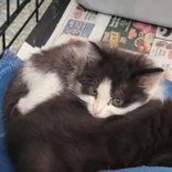Fifi La Fume -  Domestic Long Hair Cat for Adoption in Portsmouth, Ohio - Fifi La Fume | PetCurious