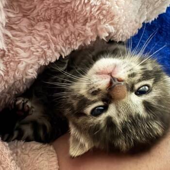 Domestic Short Hair Cats Available for Adoption in Portage, Michigan - Freddie | PetCurious