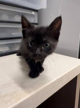 CARLOS -  Domestic Short Hair Cat for Adoption in Baytown, Texas - CARLOS | PetCurious