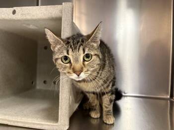 Domestic Short Hair Cats Available for Adoption in Thousand Palms, California - GRACIE | PetCurious