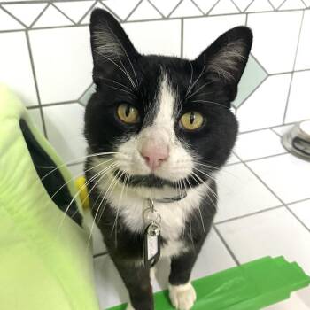 Domestic Short Hair Cats Available for Adoption - Licorice | PetCurious
