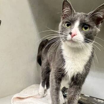 Rescue Domestic Short Hair Cats for Adoption in Dayton, Ohio - Casserole | PetCurious