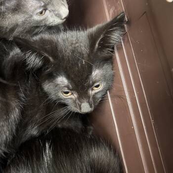 Laredo -  Domestic Short Hair Cat Available for Adoption in Galveston, Texas - Laredo | PetCurious