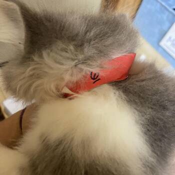 Tilapia -  Domestic Short Hair Cat for Adoption in Blairsville, Georgia - Tilapia | PetCurious