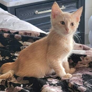 Jasper -  Domestic Short Hair Cat for Adoption in Wyandotte, Michigan - Jasper | PetCurious