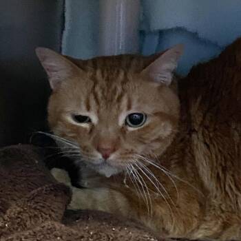 American Shorthair Cats Available for Adoption - Mochi | PetCurious