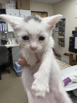 Blanco -  Domestic Short Hair Cat for Adoption in Palm Coast, Florida - Blanco | PetCurious