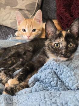 Rescue Domestic Short Hair Cats for Adoption in Greenville, Delaware - Torch & Storm (FCID# 10/29/2025 - 7, 8) | PetCurious