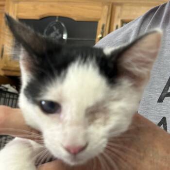 Rescue Domestic Short Hair Cats for Adoption in Arizona City, Arizona - B-Popeye | PetCurious