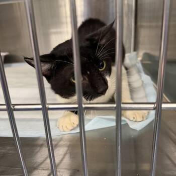 Mouse Trap -  Domestic Short Hair Cat for Adoption in Greensboro, North Carolina - Mouse Trap | PetCurious